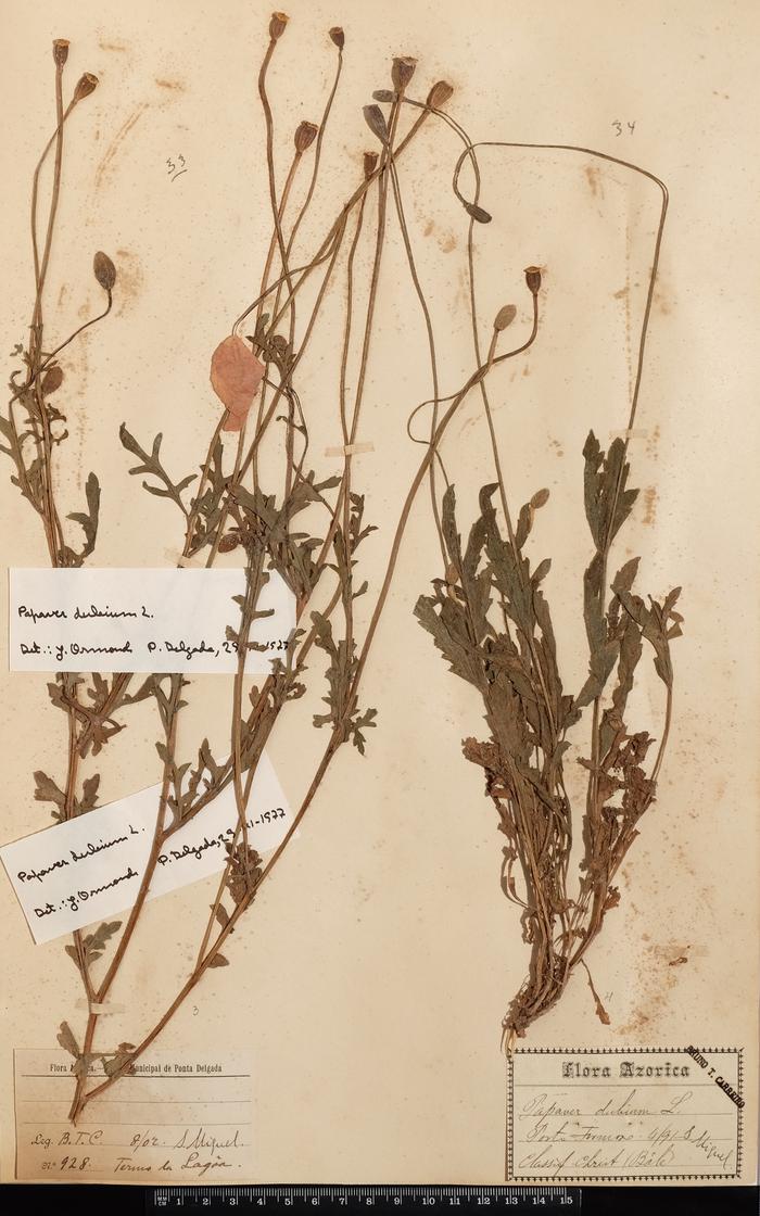 Papaver dubium L.