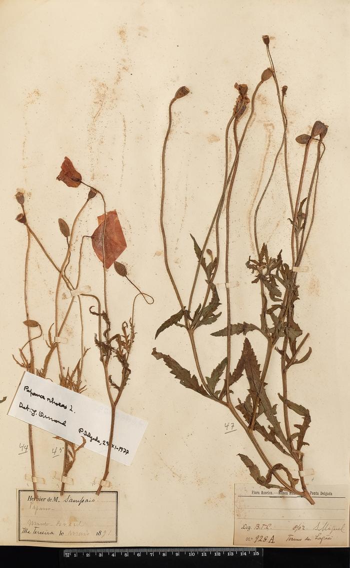 Papaver rhoeas L.;Papaver rhoeas L.