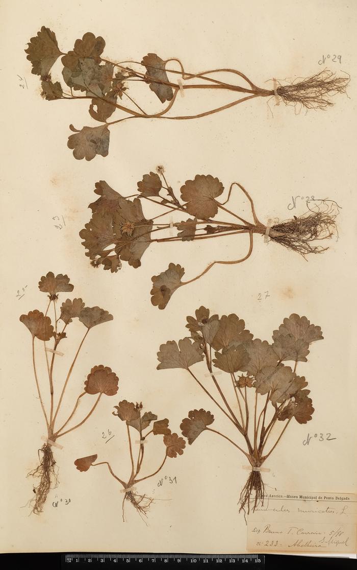 Ranunculus muricatus L.