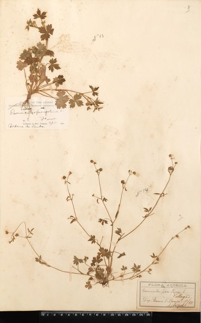Ranunculus parviflorus L.
