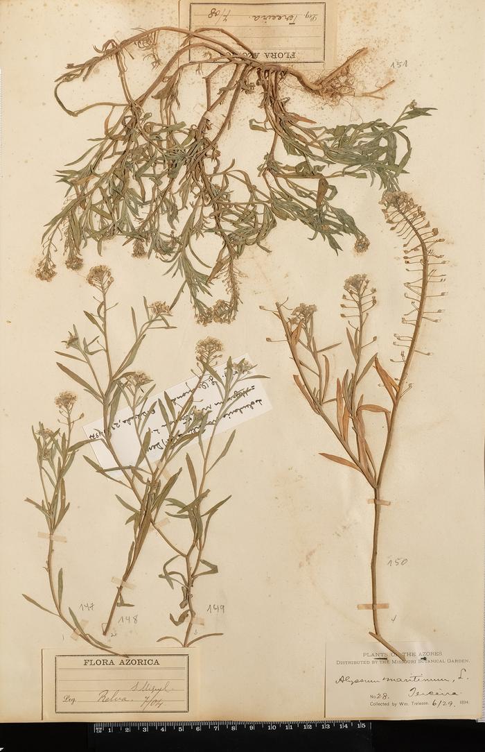 Lobularia maritima (L.) Desv.;Lobularia maritima (L.) Desv.