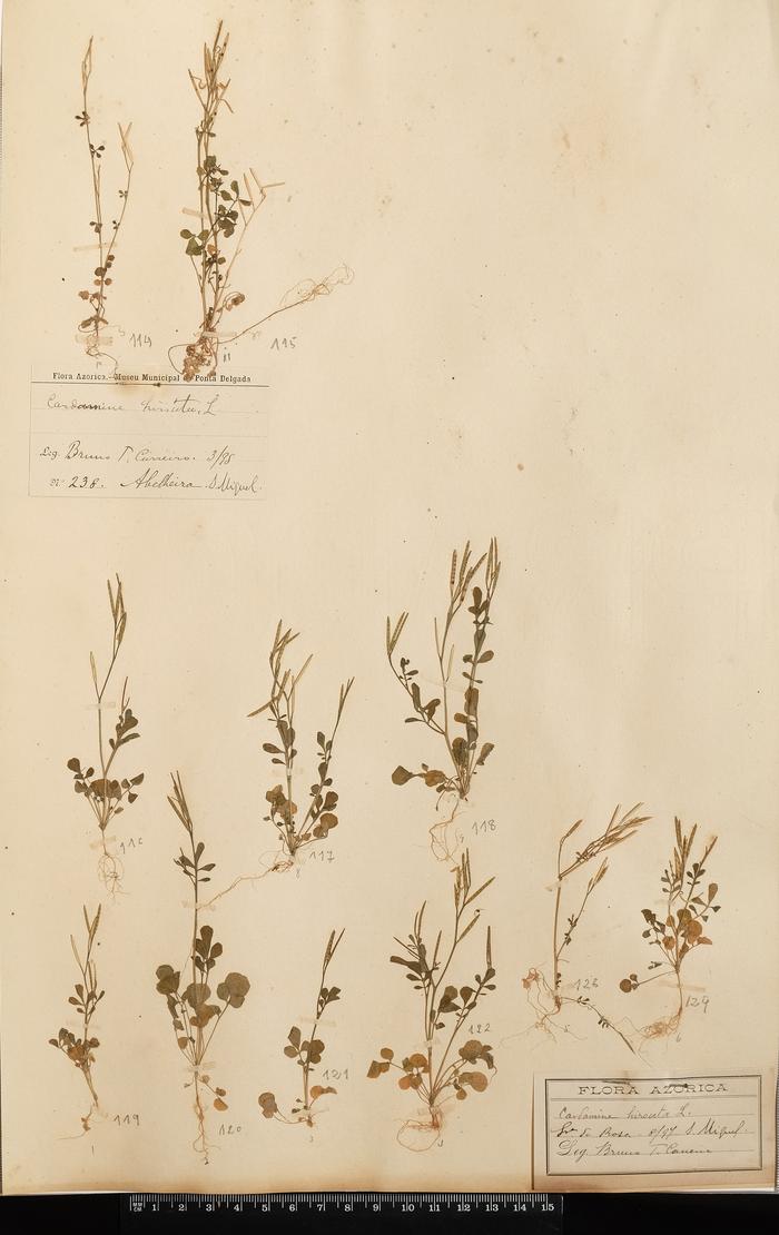 Cardamine hirsuta L.;Cardamine hirsuta L.