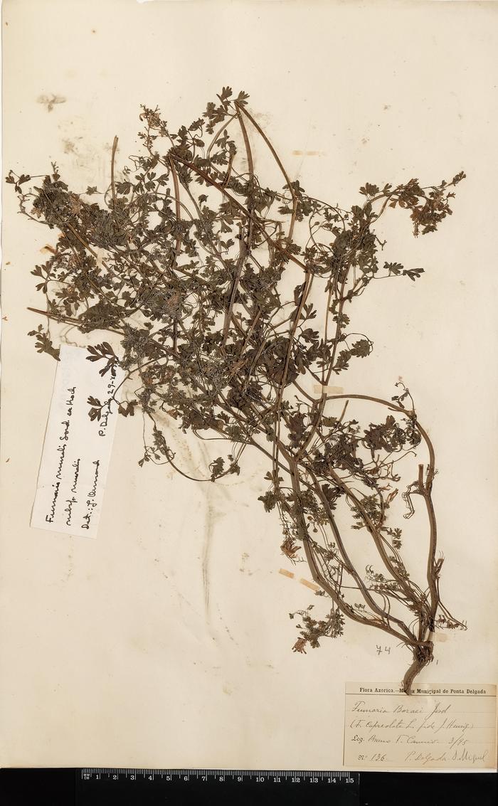 Fumaria capreolata L.
