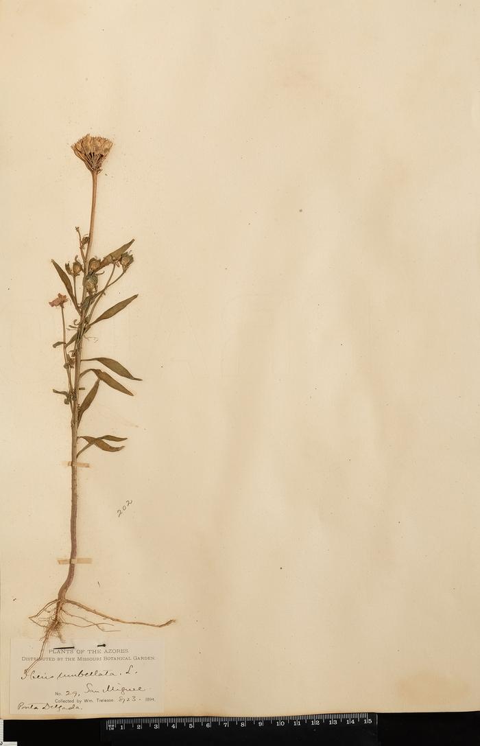 Iberis umbellata L.