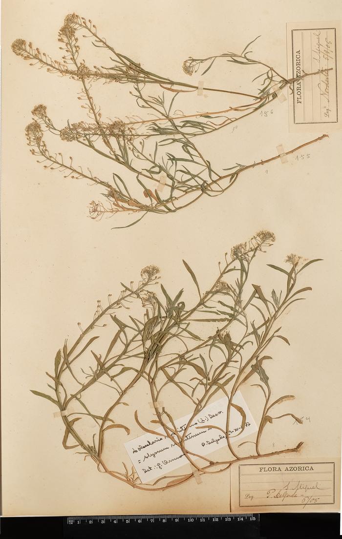 Lobularia maritima (L.) Desv.;Lobularia maritima (L.) Desv.