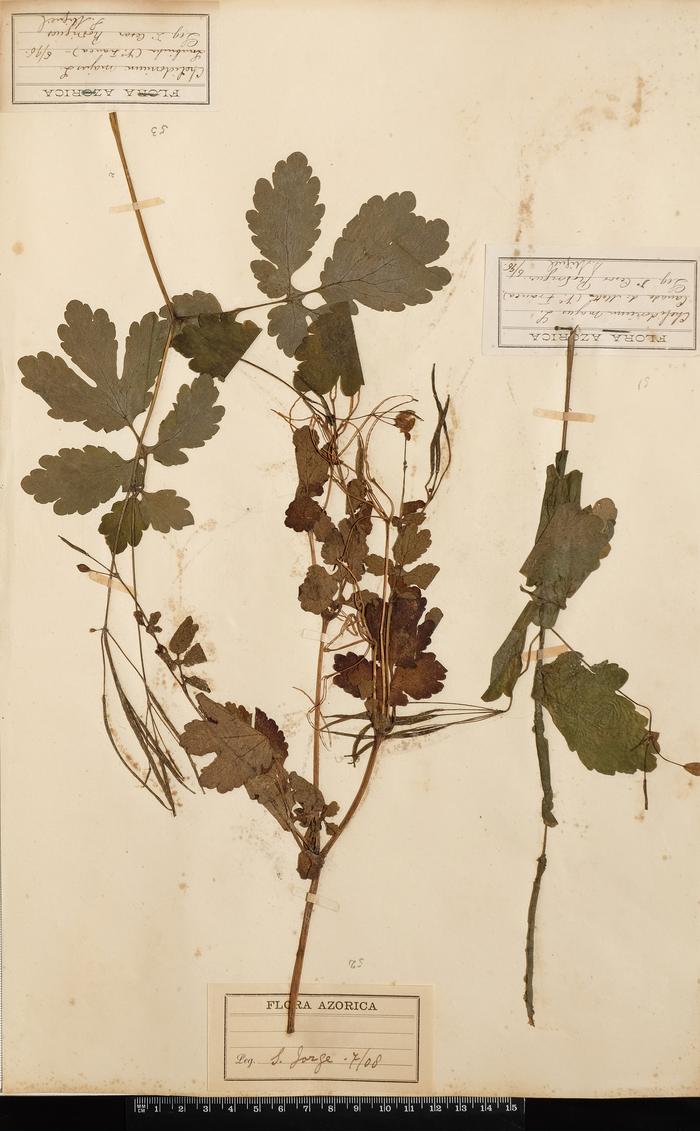 Chelidonium majus L.;Chelidonium majus L.;Chelidonium majus L.