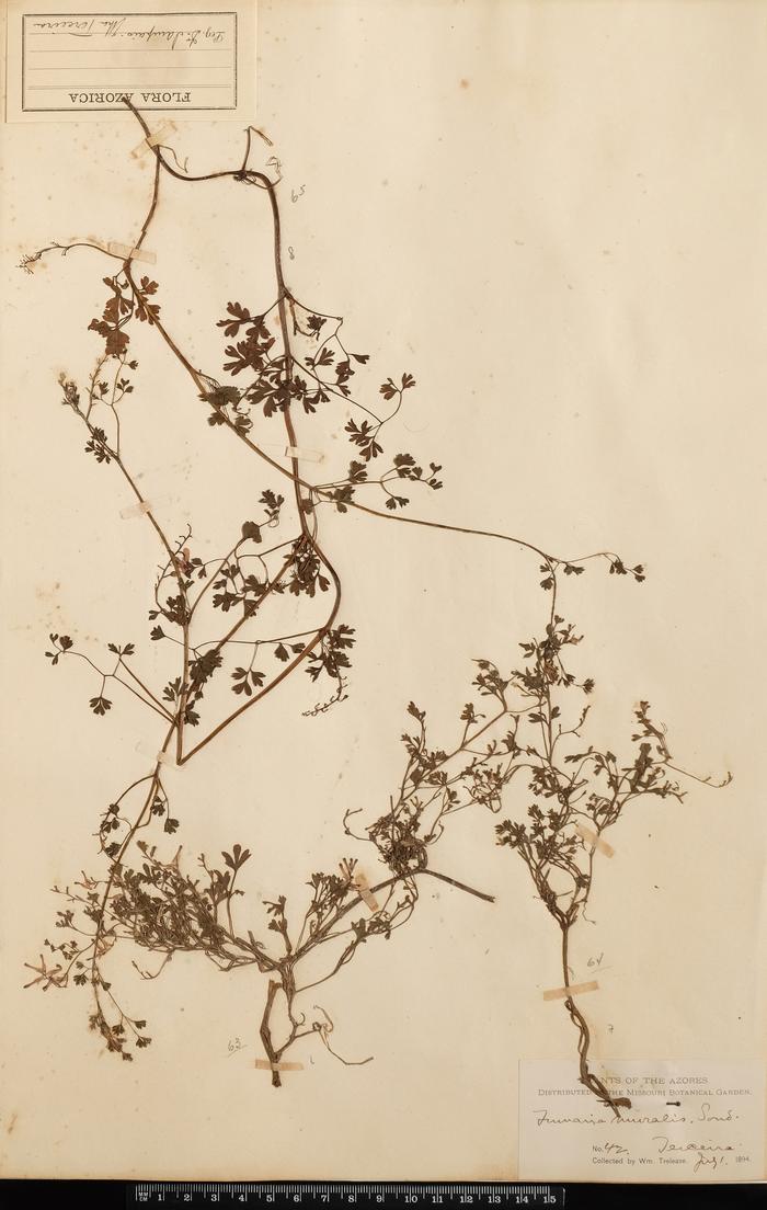 Fumaria muralis Sonder;Fumaria muralis Sonder
