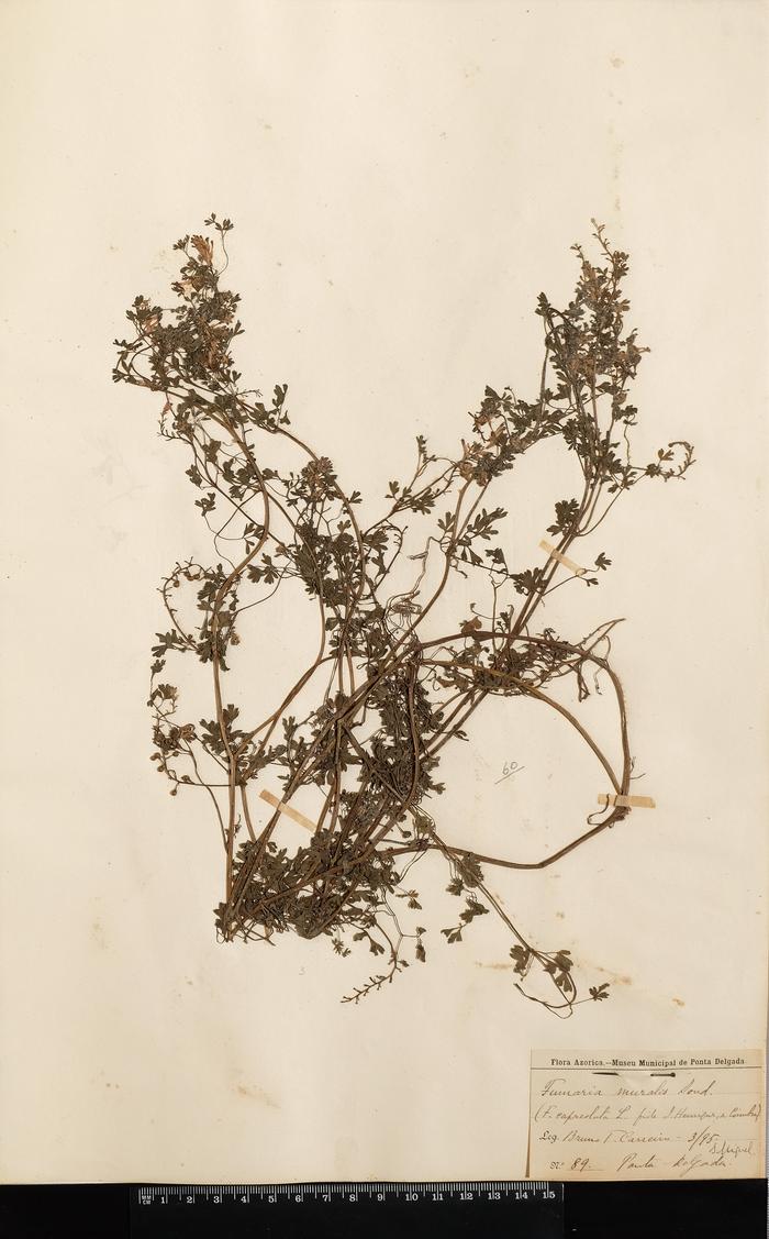 Fumaria capreolata L.