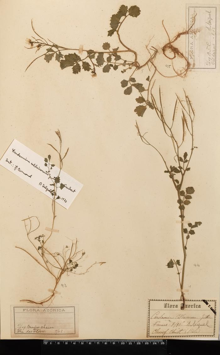 Cardamine caldeirarum Guthn. ex Seub.;Cardamine caldeirarum Guthn. ex Seub.;Cardamine caldeirarum Guthn. ex Seub.