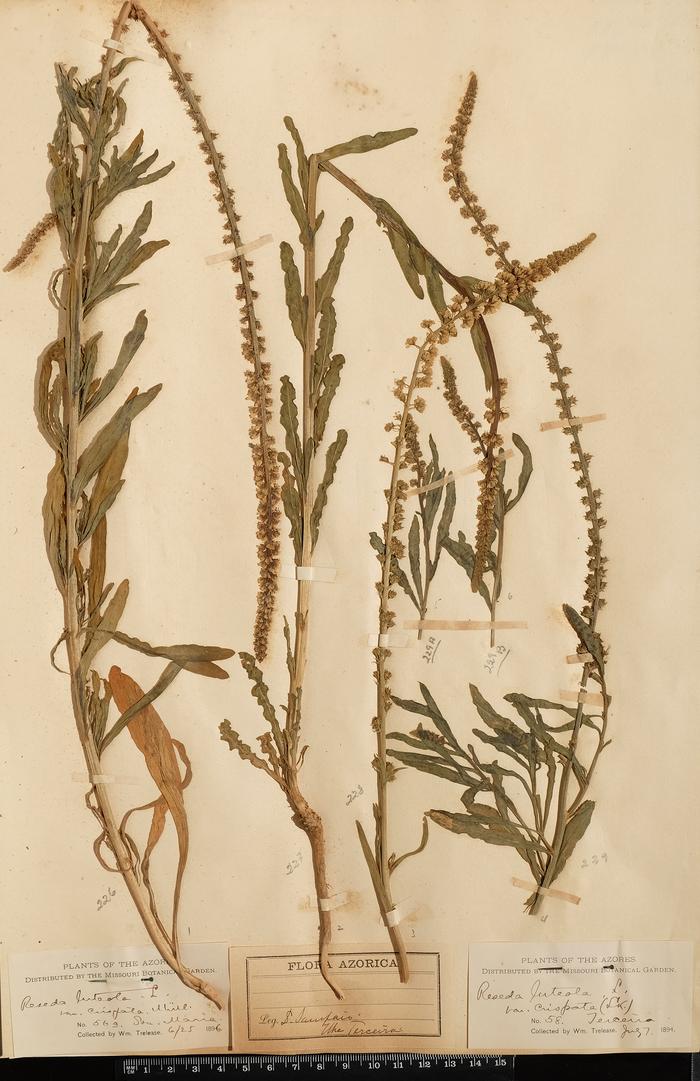 Reseda luteola L. var. crispata Mϋll.;Reseda luteola L.;Reseda luteola L. var. crispata Mϋll.
