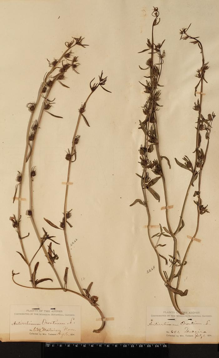 Misopates orontium (L.) Raf.