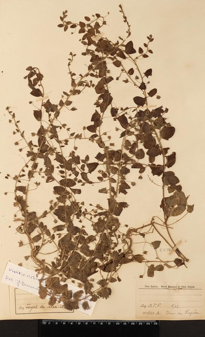 Kickxia elatine (L.) Dumort. subsp. elatine