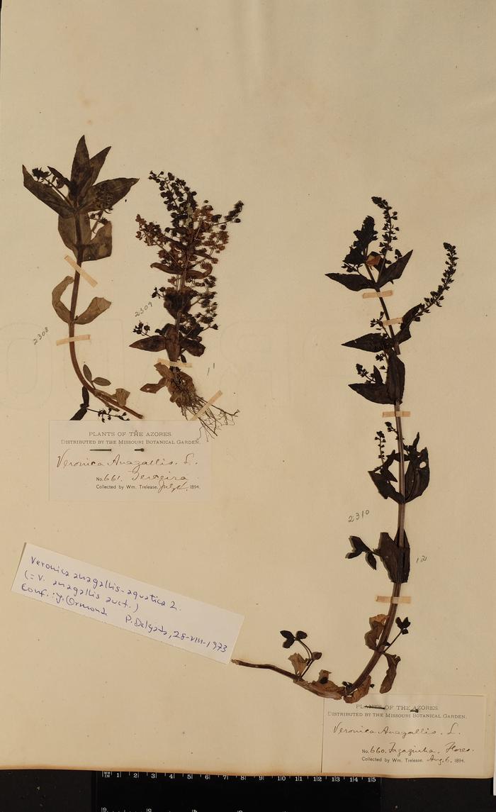Veronica anagallis-aquatica L.