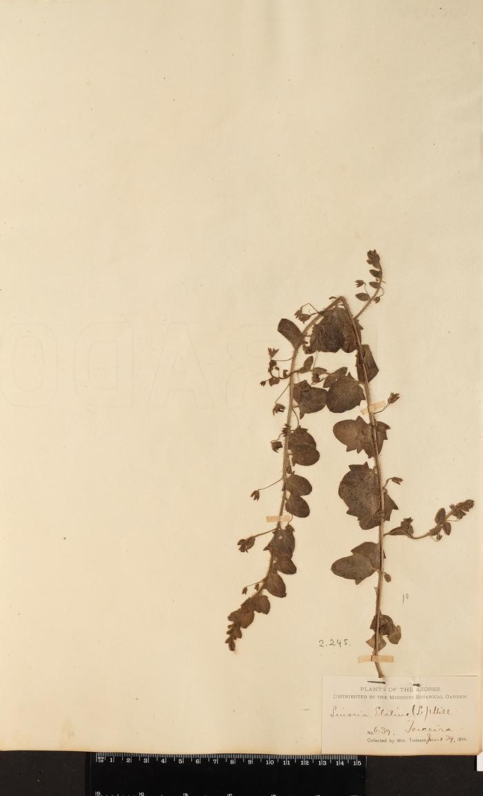 Kickxia elatine (L.) Dumort. subsp. elatine