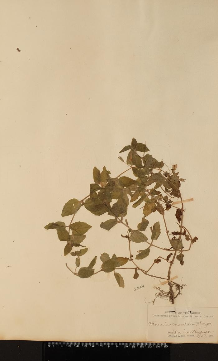 Mimulus moschatus Douglas ex Lindl.