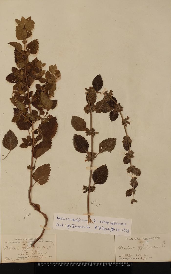 Melissa officinalis L.