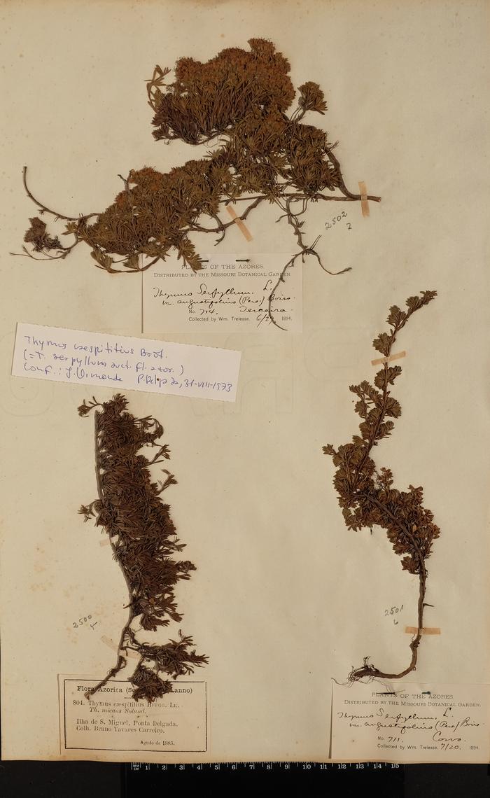 Thymus serpyllum L.;Thymus serpyllum L.