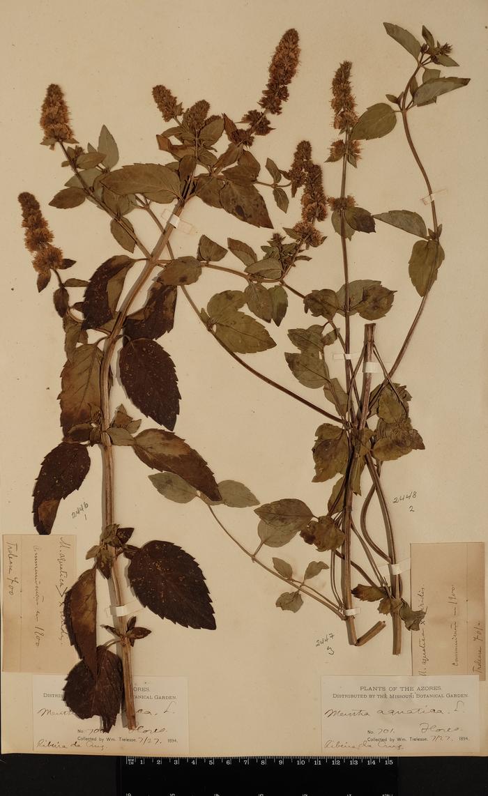 Mentha aquatica L.