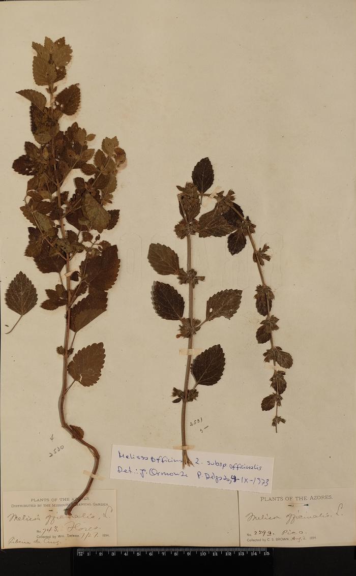 Melissa officinalis L.