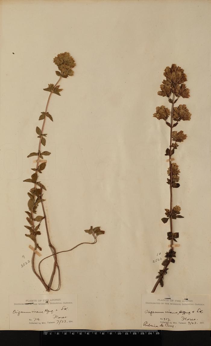 Origanum vulgare L. subsp. virens (Hoffm. &amp; Link) Ietsw.;Origanum vulgare L. subsp. virens (Hoffm. &amp; Link) Ietsw.
