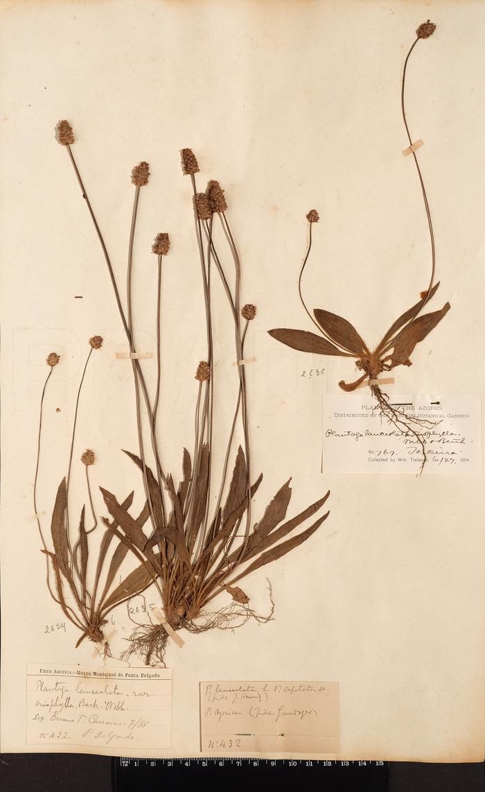 Plantago lanceolata L.