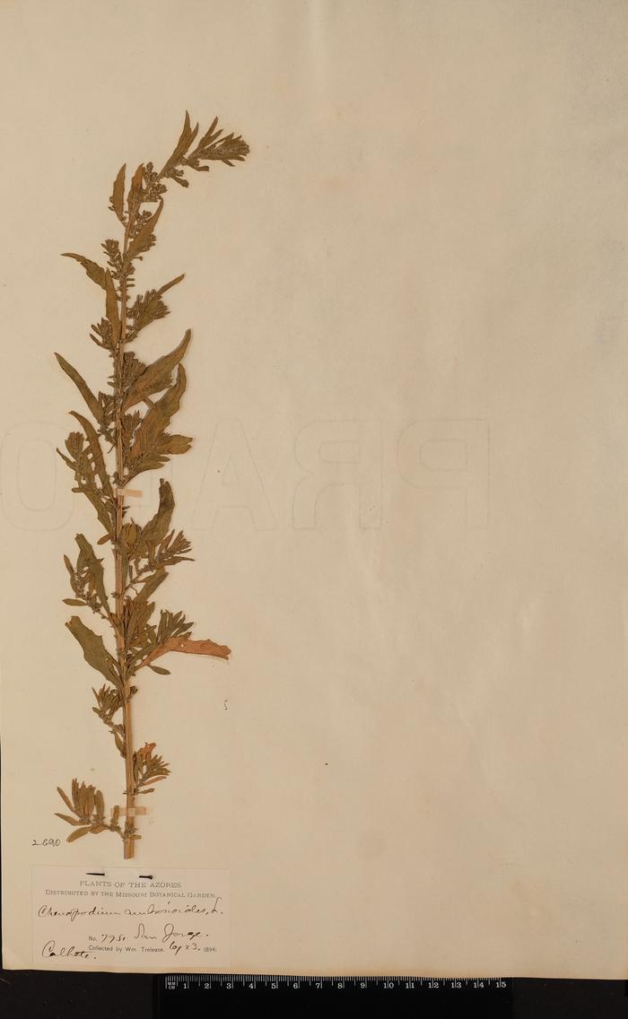 Chenopodium ambrosioides L.