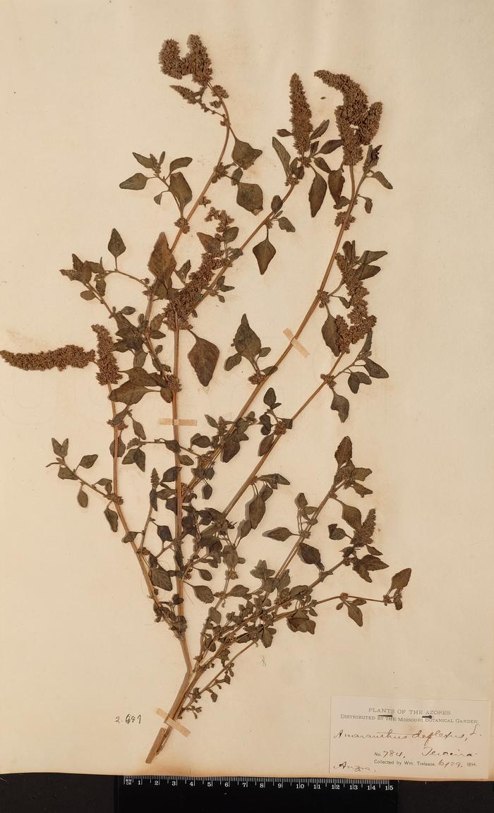 Amaranthus deflexus L.