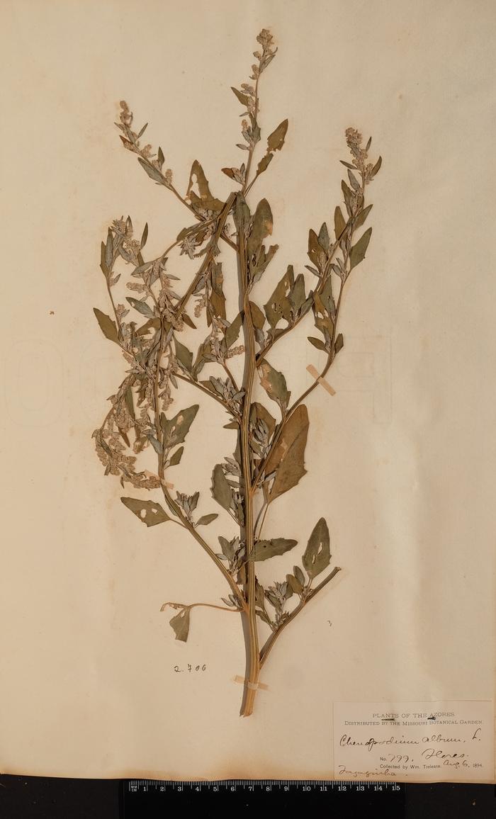 Chenopodium album L.