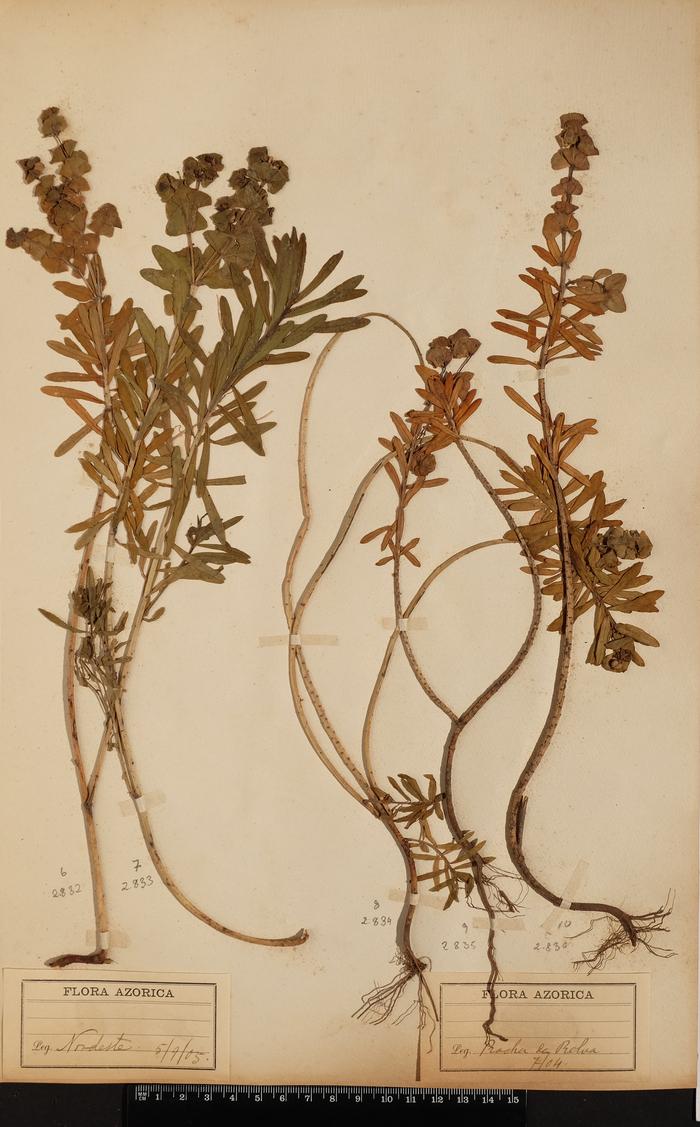 Euphorbia azorica Seub.;Euphorbia azorica Seub.