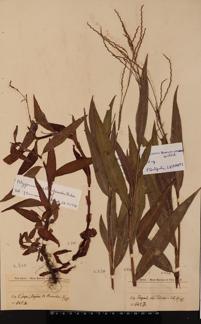 Persicaria hydropiperoides Small