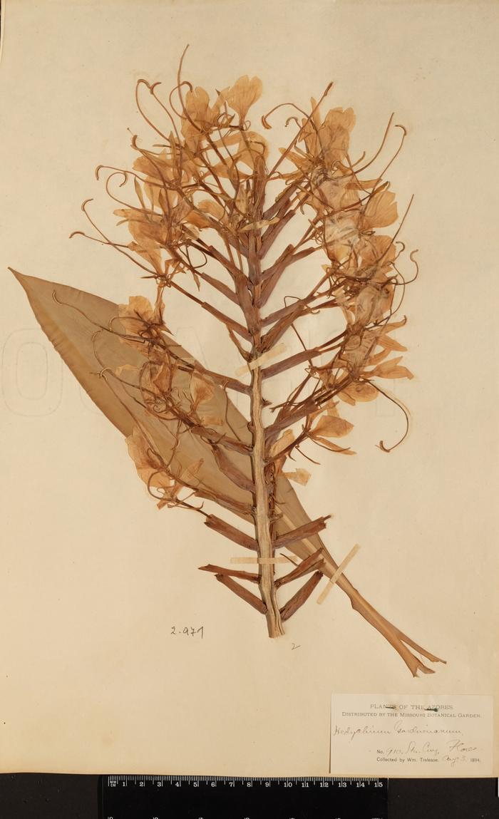 Hedychium gardnerianum Sheppard ex Ker-Gawl.