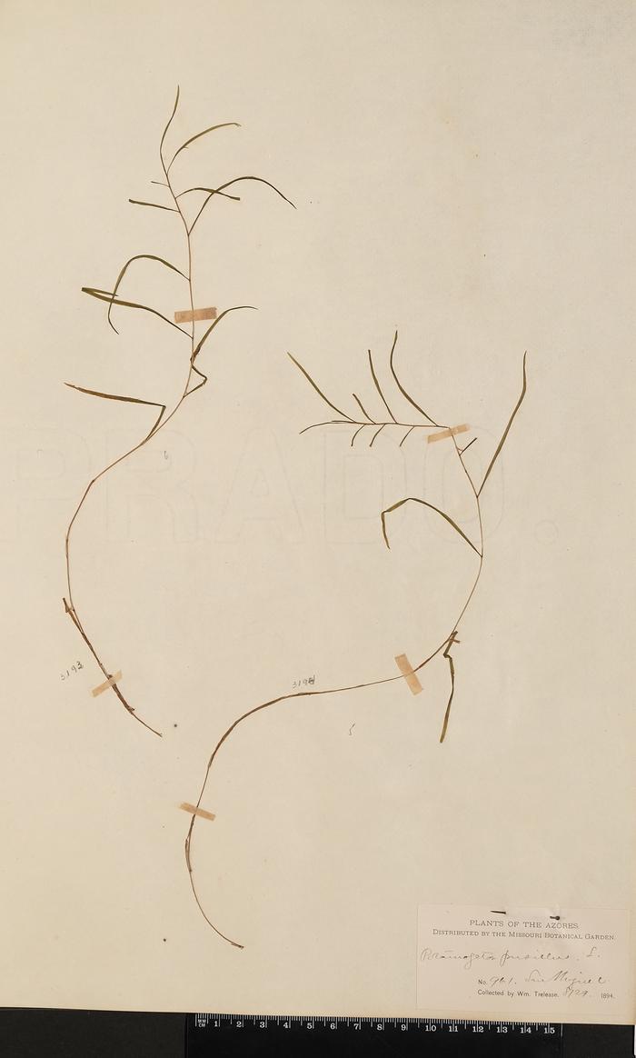 Potamogeton pusillus L.