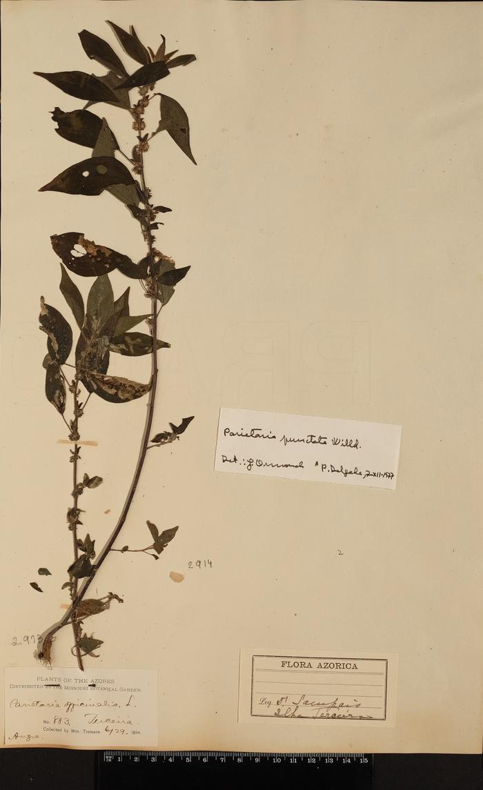 Parietaria judaica L.