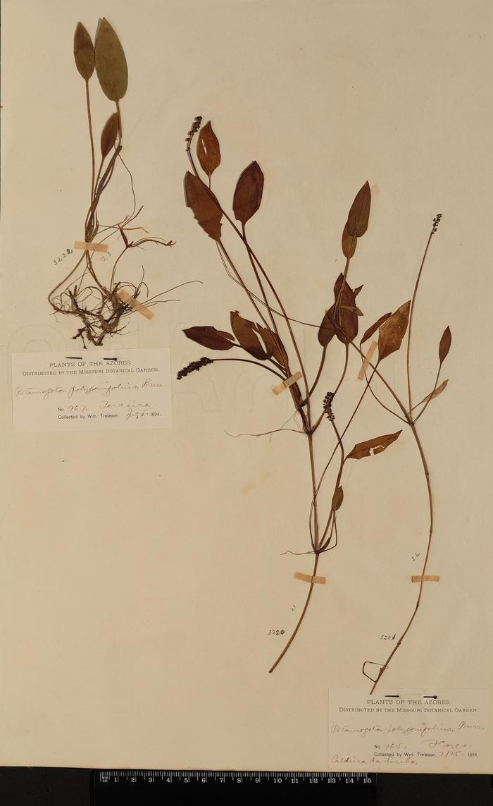 Potamogeton polygonifolius Pourr.