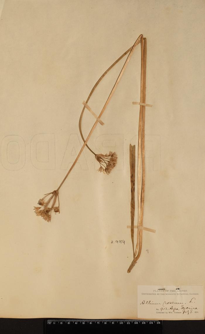 Allium roseum L.