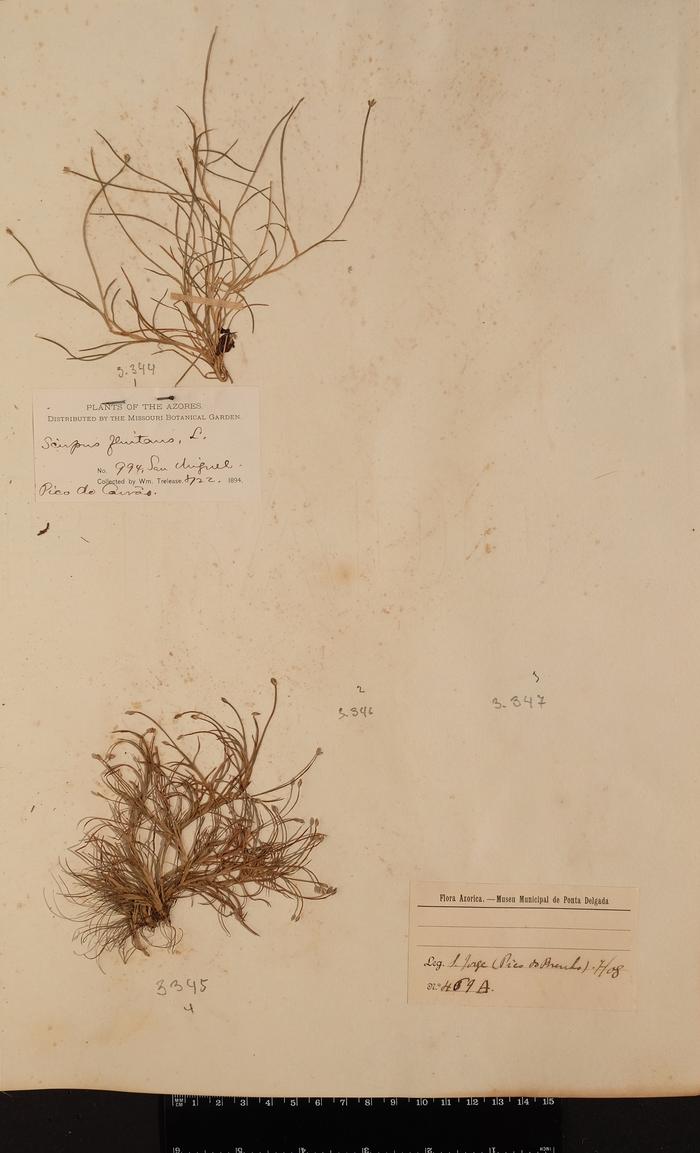 Isolepis fluitans (L.) R. Br.