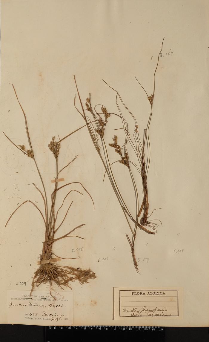 Juncus tenuis Willd.