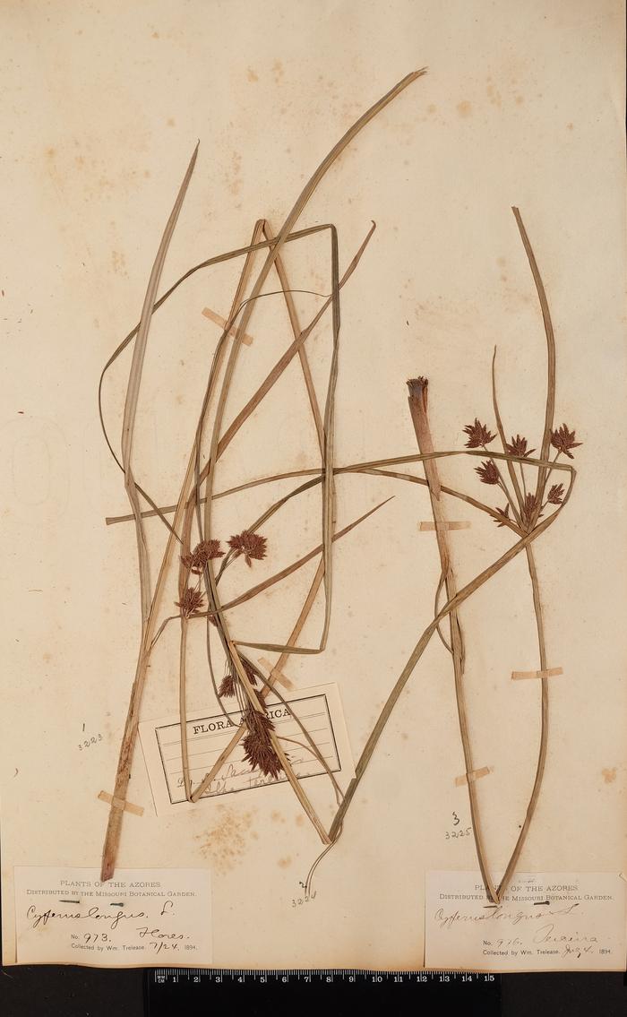 Cyperus longus L.