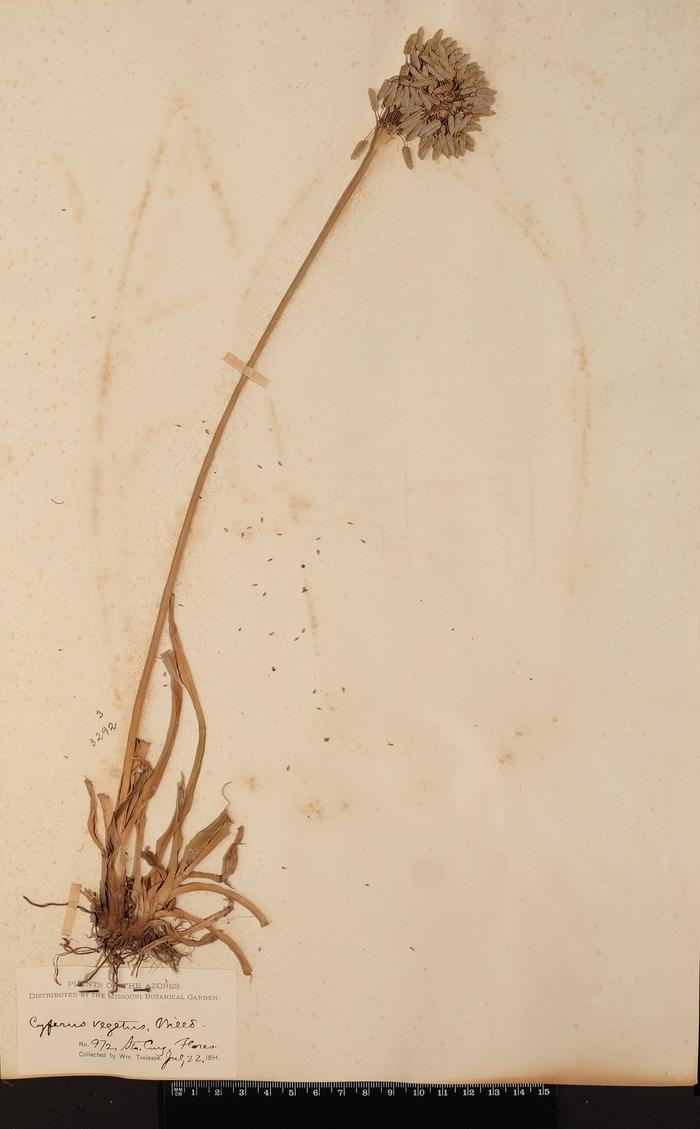Cyperus eragrostis Lam.
