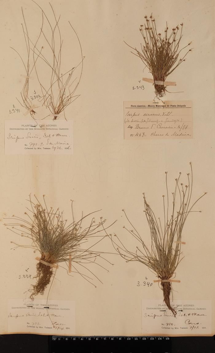 Isolepis cernua (Vahl) Roem. &amp; Schult.