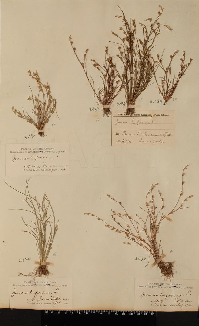 Juncus bufonius L.;Juncus bufonius L.;Juncus bufonius L.