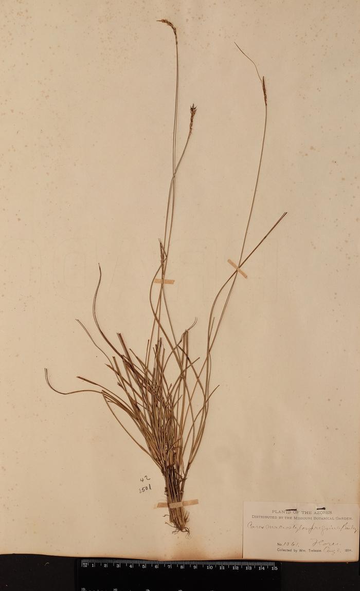 Carex macrostyla Lapeyr.