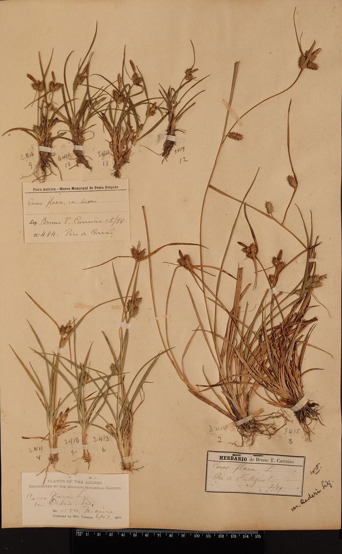 Carex flava var. oederi Lilj.;Carex flava var. oederi Lilj.