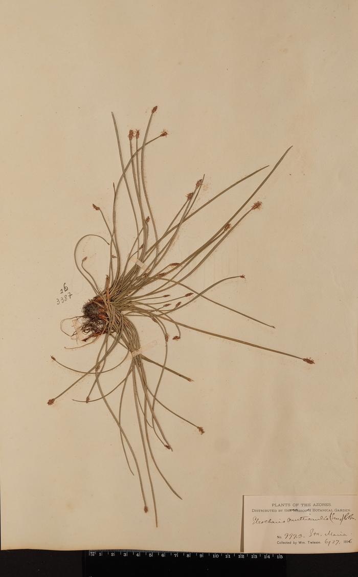 Eleocharis multicaulis (Sm.) Desv.
