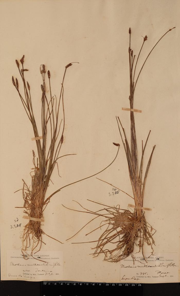 Eleocharis multicaulis (Sm.) Desv.