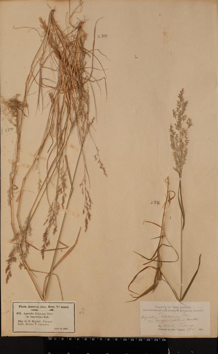 Agrostis castellana Boiss. &amp; Reut.