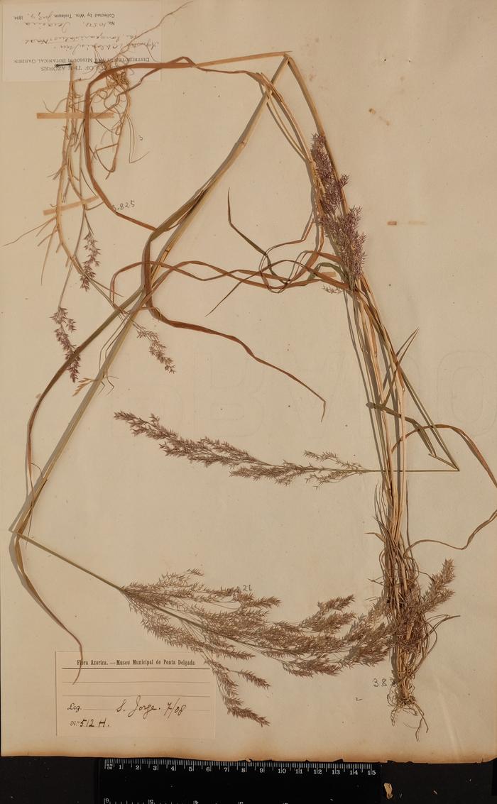 Agrostis castellana Boiss. &amp; Reut.