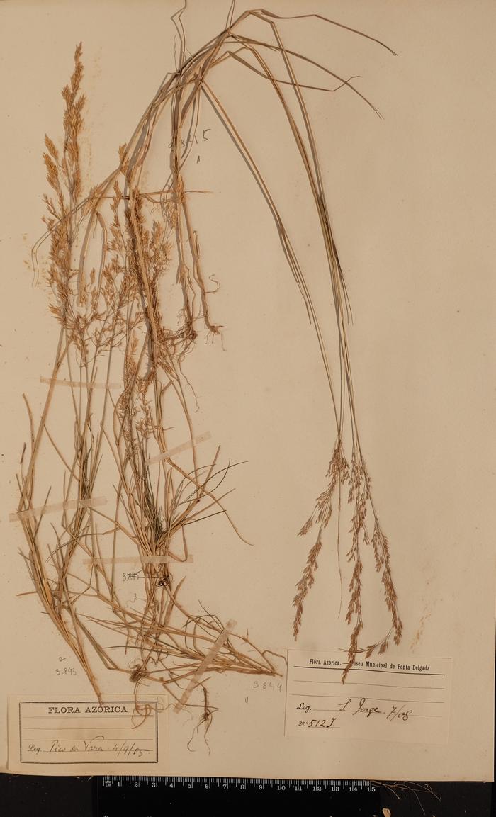 Agrostis castellana Boiss. &amp; Reut.