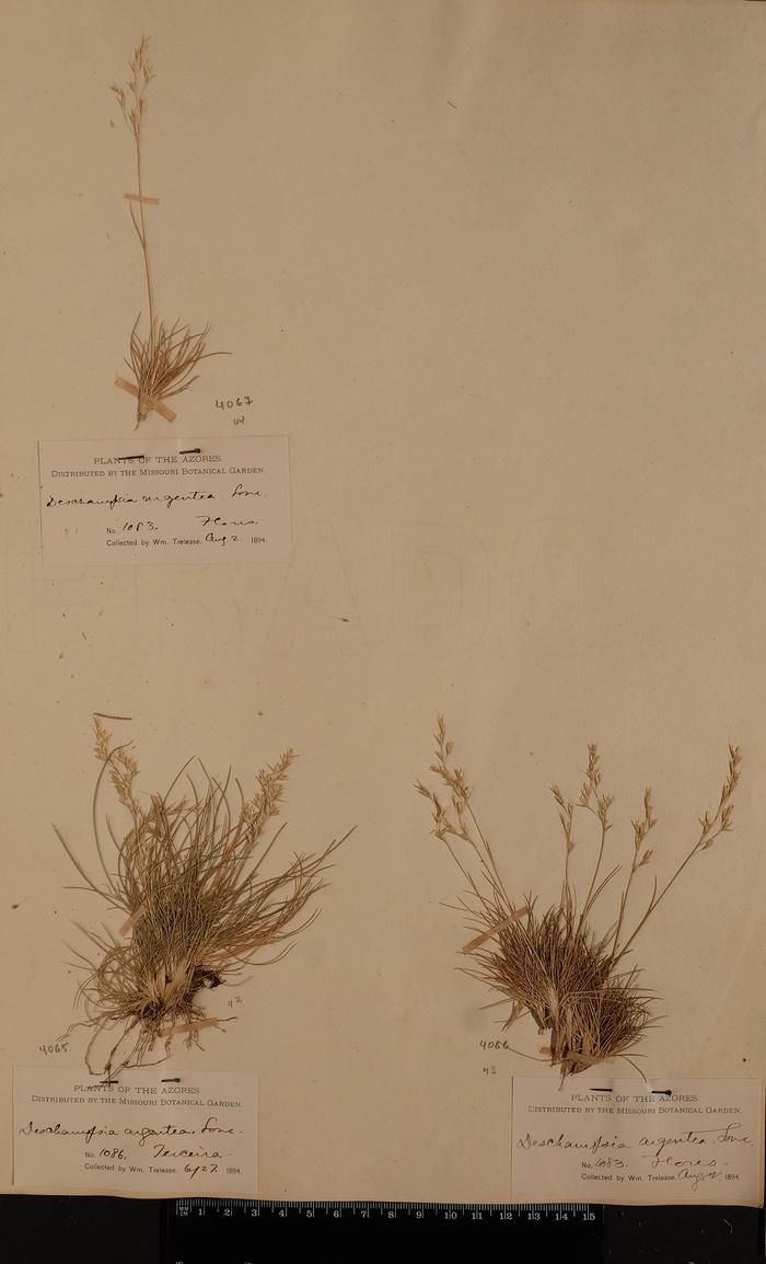 Deschampsia foliosa Hack.