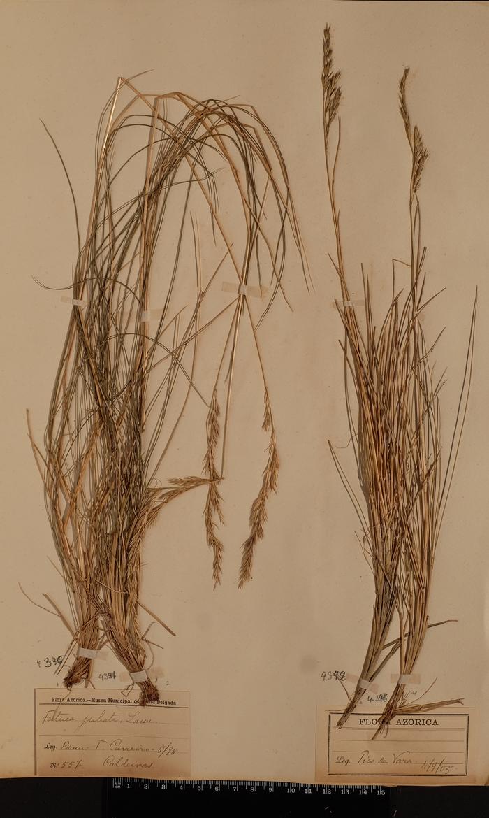 Festuca francoi Fern. Prieto, C. Aguiar, E. Dias &amp; M. I. Gut
